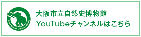 大阪市立自然史博物館YouTubeチャンネルはこちら