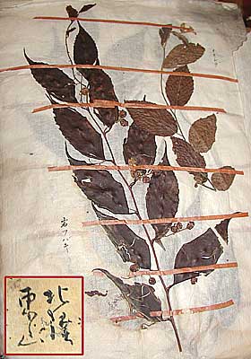 Suizan Kuroda's Plant specimens