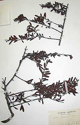 Plant specimens collected by Dr. Shoichi Futo