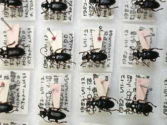 General collection of beetles