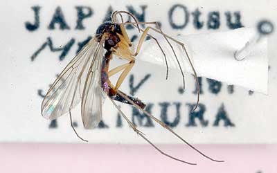 Mitsuhiro Sasakawa Diptera collection