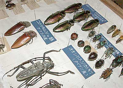 Collection transferred from Takarazuka Insectarium