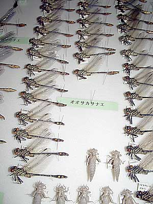 Insects collected by Mr. Wakoh Kitawaki