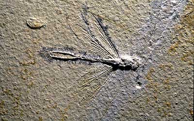 Fossil insects from the Mesozoic and the Cenozoic
