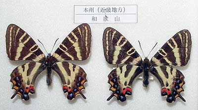 General collection of butterflies