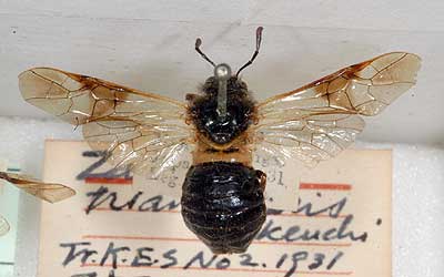 Nobuyoshi Tosawa Hymenoptera collection