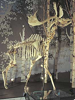 Fossil mammals from Kumaishi-do Cave