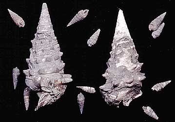 Miocene molluscan fossil collection