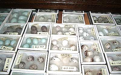 Avian collection of Mr. Hatirobee Doi