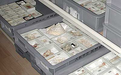 Torao Yamamoto's shell collection