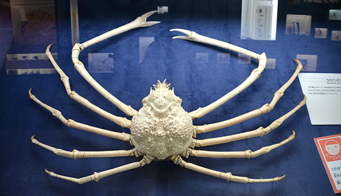 世界最大的螃蟹
