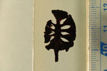画像:メタセコイア属の一種の球果の縦断面（ヒノキ科）