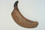 画像:ザイサンアミノドン類の右下犬歯