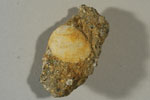 画像:神戸層群産貝化石
