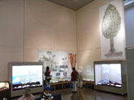 画像：古生代の植物化石の展示コーナー