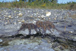 画像:原地性の木の株の化石